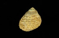 藏品(草蓆鐘螺)的圖片